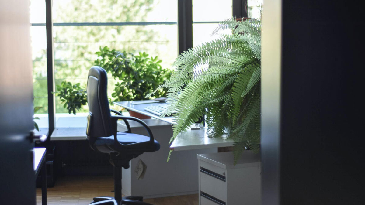 Pflanzen fürs Büro